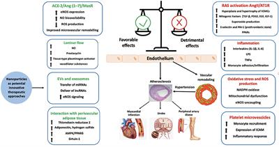 Endothelial Dysfunction in Hypertension: Current Concepts and Clinical Implications